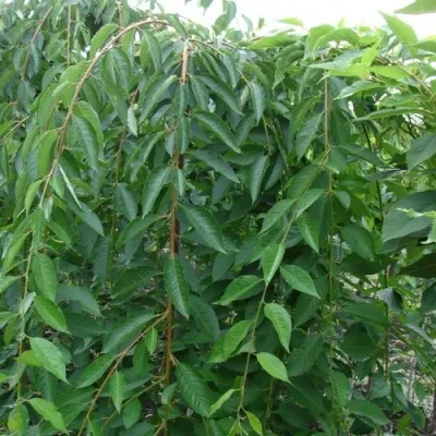 Черешня ПЕНДУЛА декоративная — описание сорта Черешня ПЕНДУЛА декоративная в Томске