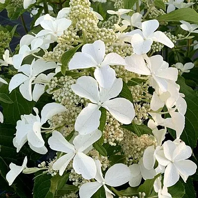 Гортензия ЛЕВАНА метельчатая в Томске