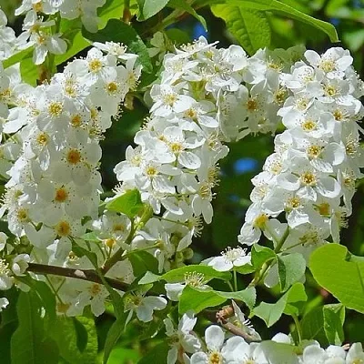 Черемуха ЧАЙКА  Черемуха ЧАЙКА в Томске