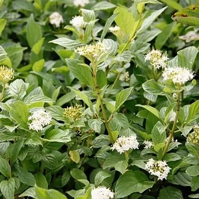 Дерен ФЛАВИРАМЕА отпрысковый   Дерен ФЛАВИРАМЕА отпрысковый  в Томске