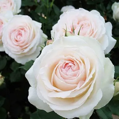 Саженцы роз ПАЛЕ РОЯЛЬ плетистая  Саженцы роз ПАЛЕ РОЯЛЬ плетистая в Томске