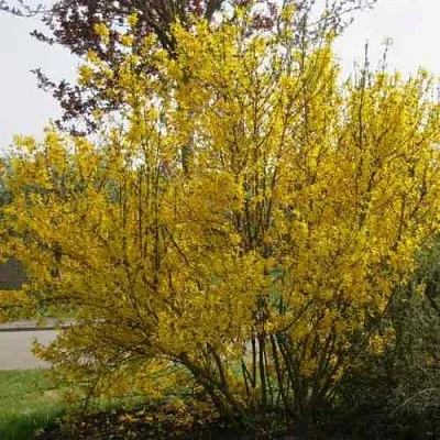 Форзиция КАМСОН промежуточная  Форзиция КАМСОН промежуточная в Томске