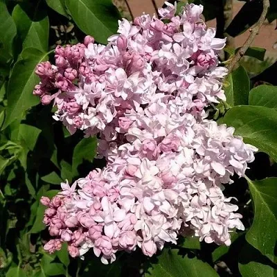 Сирень МИЛОСЕРДИЕ  Сирень МИЛОСЕРДИЕ в Томске