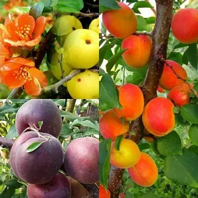 Комплект САД ДЛЯ ГУРМАНА в Томске