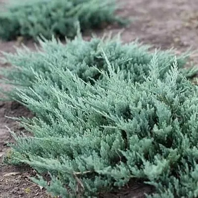 Можжевельник БЛЮ ЧИП горизонтальный  Можжевельник БЛЮ ЧИП горизонтальный в Томске