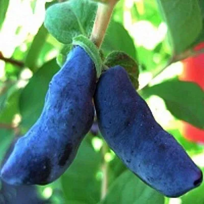 Жимолость съедобная БАКЧАРСКИЙ ВЕЛИКАН  Жимолость съедобная БАКЧАРСКИЙ ВЕЛИКАН в Томске