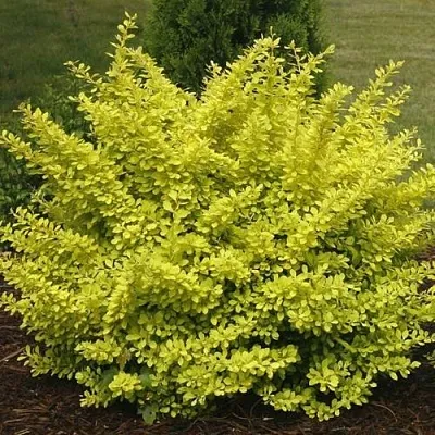 Барбарис АУРЕА тунберга  Барбарис АУРЕА тунберга в Томске