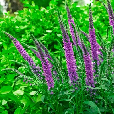 Вероника ФЕСТ МАТЧ длиннолистная в Томске