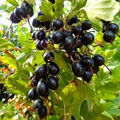 Смородина золотистая ОВАЛЬНАЯ  Смородина золотистая ОВАЛЬНАЯ в Томске