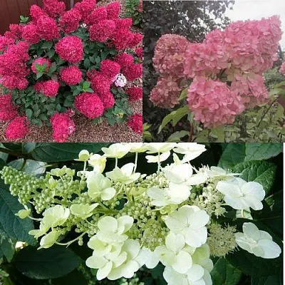 Комплект САД ЭМОЦИЙ в Томске