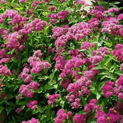 Спирея КРИСПА японская  Спирея КРИСПА японская в Томске