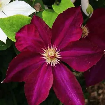 Клематис МАЗОВШЕ  Клематис МАЗОВШЕ в Томске