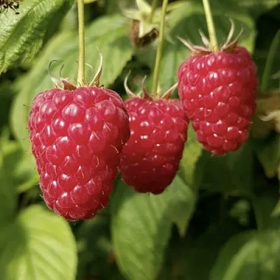 Малина МАПЕМА  в Томске