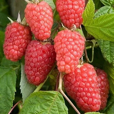 Малина КАСКАД ДЕЛАЙТ в Томске