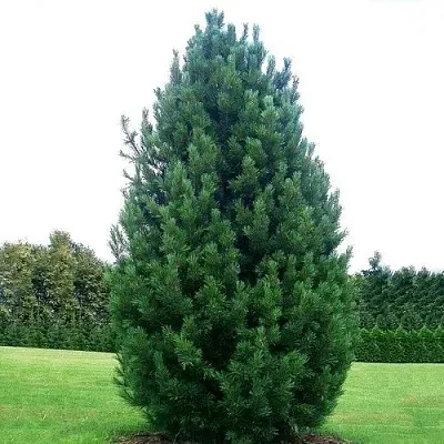 Сосна кедровая  в Томске