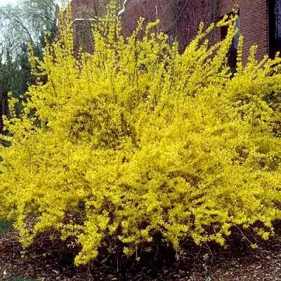 Форзиция ТАРАНДТ промежуточная  Форзиция ТАРАНДТ промежуточная в Томске