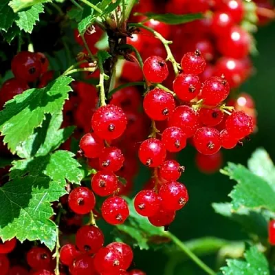 Смородина красная НЕНАГЛЯДНАЯ  Смородина красная НЕНАГЛЯДНАЯ в Томске