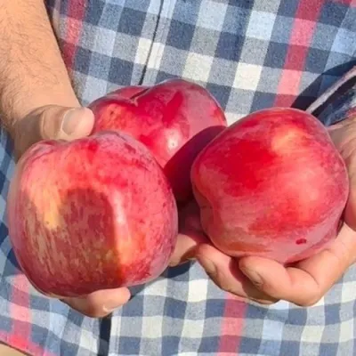 Яблоня ПАМЯТЬ КОВАЛЕНКО — описание сорта Яблоня ПАМЯТЬ КОВАЛЕНКО в Томске