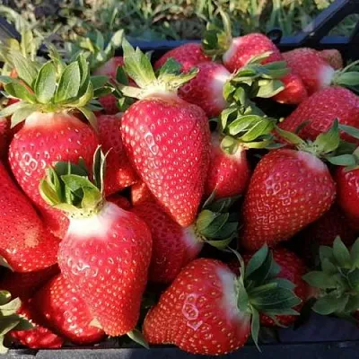 Клубника ЛЮЧИЯ  Клубника ЛЮЧИЯ в Томске