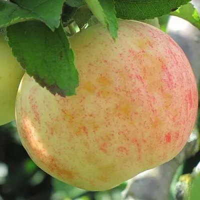 Яблоня ЛЕТНЕЕ СЛАДКОЕ  Яблоня ЛЕТНЕЕ СЛАДКОЕ в Томске