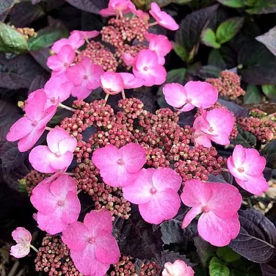 Гортензия ДАРЕДЕВИЛ пильчатая  Гортензия ДАРЕДЕВИЛ пильчатая в Томске