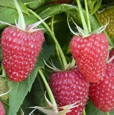 Малина ЕВРАЗИЯ в Томске