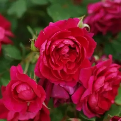 Саженцы роз КВАДРА плетистая  Саженцы роз КВАДРА плетистая в Томске