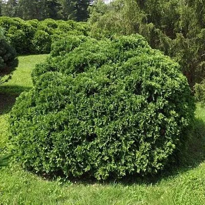 Туя УМБРАКУЛИФЕРА западная в Томске