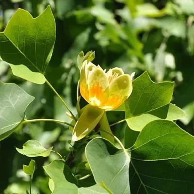 ЛИРИОДЕНДРОН тюльпанный  ЛИРИОДЕНДРОН тюльпанный в Томске