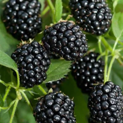 Ежевика АГАВАМ — описание сорта Ежевика АГАВАМ в Томске