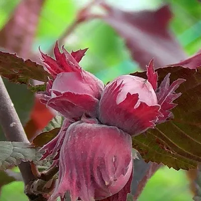 Фундук КАРДИНАЛ  Фундук КАРДИНАЛ в Томске