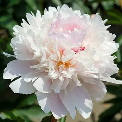 Пион АЛЕРТИ травянистый  Пион АЛЕРТИ травянистый в Томске