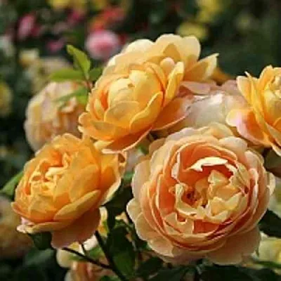 Саженцы роз ГОЛДЕН СЕЛЕБРЕЙШЕН английская  Саженцы роз ГОЛДЕН СЕЛЕБРЕЙШЕН английская в Томске