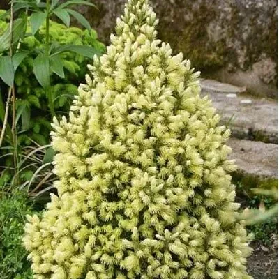 Ель МАЙГОЛД колючая в Томске