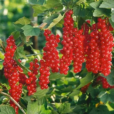 Смородина красная РУДНЕУС  Смородина красная РУДНЕУС в Томске