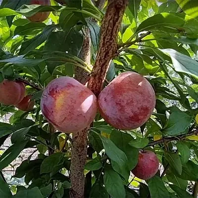 Плуот ГЕО ПРАЙД  Плуот ГЕО ПРАЙД в Томске