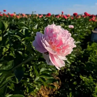 Пион ИМПЕРАТОРСКАЯ НАЛОЖНИЦА древовидный в Томске