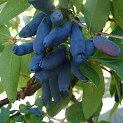 Жимолость съедобная ГОРДОСТЬ БАКЧАРА  Жимолость съедобная ГОРДОСТЬ БАКЧАРА в Томске