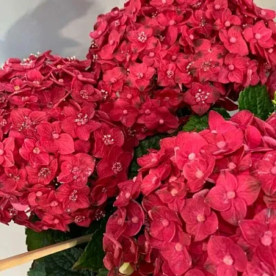 Гортензия ЭНДЛЕСС САММЕР ЛАВ крупнолистная в Томске