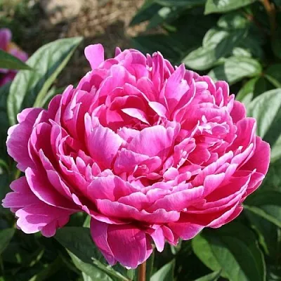 Пион СЕБАСТЬЯН МААС травянистый  Пион СЕБАСТЬЯН МААС травянистый в Томске