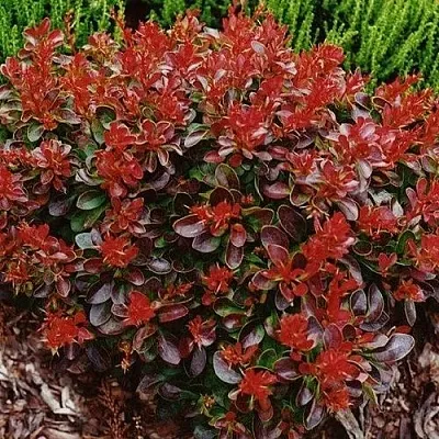 Барбарис КАРМЕН тунберга  Барбарис КАРМЕН тунберга в Томске