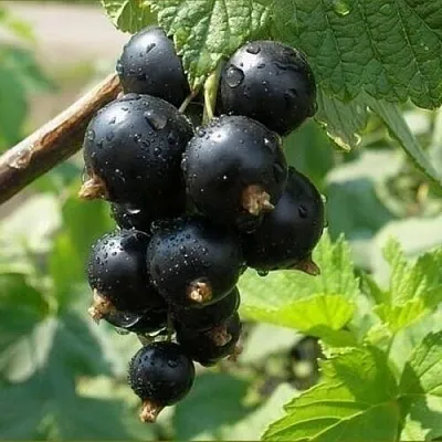 Смородина черная ПИГМЕЙ  Смородина черная ПИГМЕЙ в Томске