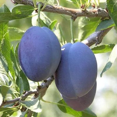 Слива СТЭНЛИ  Слива СТЭНЛИ в Томске