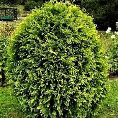 Туя ТИП ТОП западная  Туя ТИП ТОП западная в Томске