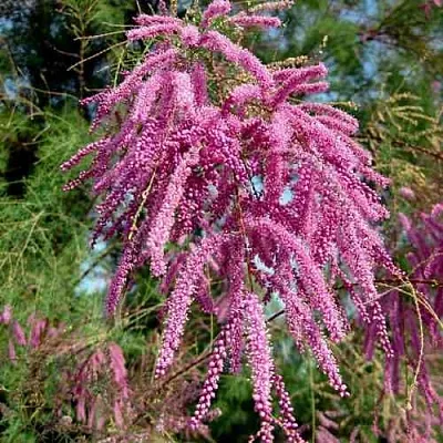 Тамарикс ПИНК КАСКАД в Томске