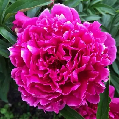 Пион КАРЛ РОЗЕНФЕЛЬД травянистый  Пион КАРЛ РОЗЕНФЕЛЬД травянистый в Томске