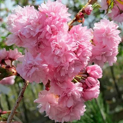 Сакура КИКУ ШИДАРЕ в Томске