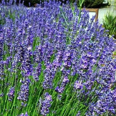 Лаванда ФЕНОМЕНАЛ узколистная  Лаванда ФЕНОМЕНАЛ узколистная в Томске