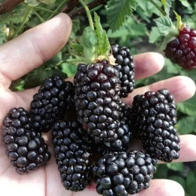 Ежевика ЛОХ НЕСС бесшипная — описание сорта Ежевика ЛОХ НЕСС бесшипная в Томске