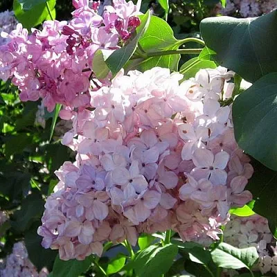 Сирень ГОРТЕНЗИЯ  Сирень ГОРТЕНЗИЯ в Томске